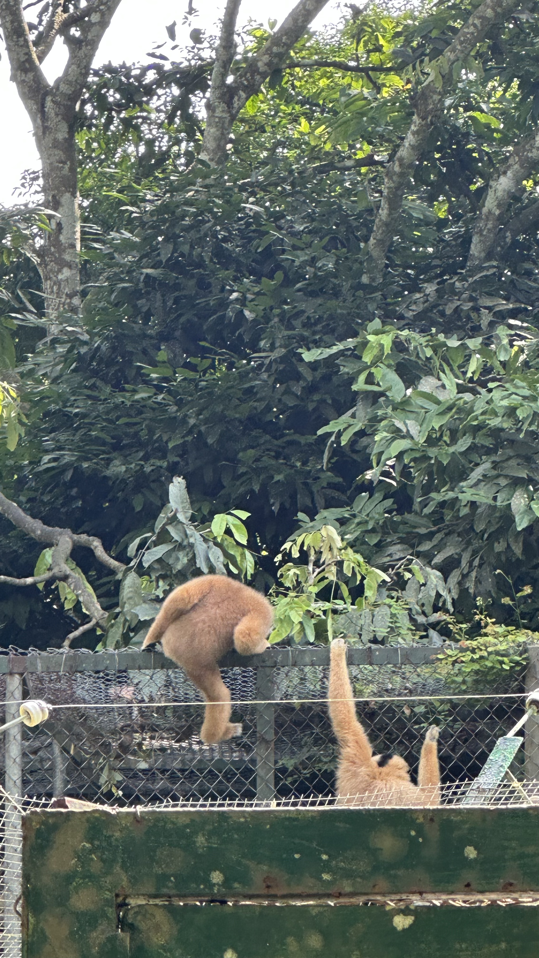 The lush green grounds of the Bear Sanctuary facility